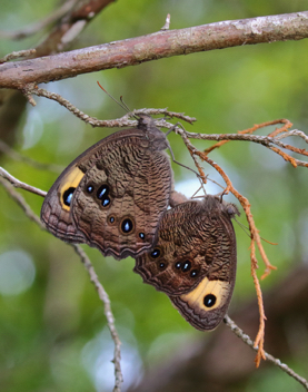 Common Wood-Nymph mating pair